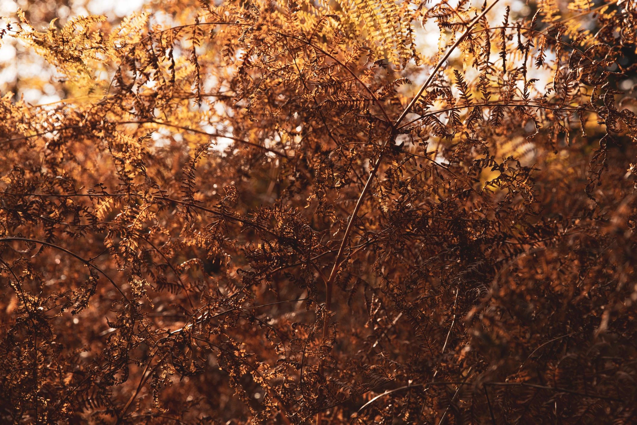 Autumn forest details in warm fine art tones